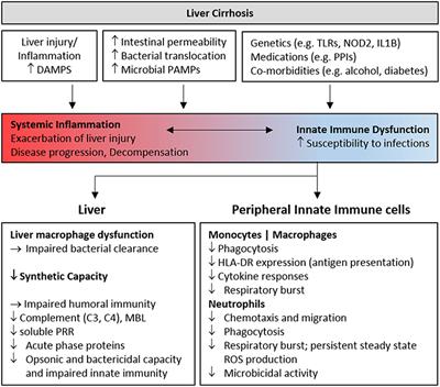 Causes and Consequences of Innate Immune Dysfunction in Cirrhosis